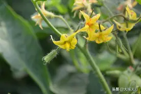 猜一猜这是什么花？图片