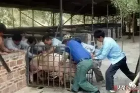 赶猪为啥累，方法没用对图片