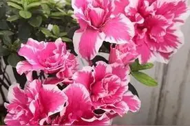 油桶洗干净种这2种花，时刻观察土壤根系状态，实惠开花多图片