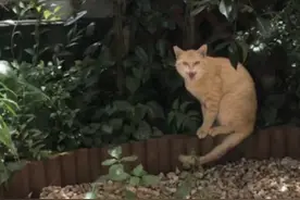 流浪橘猫每天在院里对屋主“皱眉哈气”，主动靠近竟然有巨大改变图片