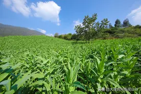 一种生长在云南山咔咔里的奇葩蔬菜——贡菜图片