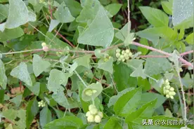 农村这种植物，人称“杠板归”，价值与用途多，可惜好多人不知图片