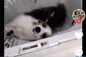 柯基犬被拔牙、浇热水丢进洗衣机内搅动，虐狗者视频中比胜利手势，爱狗人士举报后，发现账户注销图片