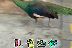 被全国网友围观，这次云南人真的解释不清了图片