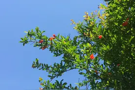 “家中富不富，先看院中树”，有钱人家爱养的3种树，镇宅又旺家图片