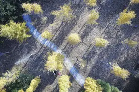 四大赛事各帮衬100个直通名额，竟难让淮安马拉松一飞冲天？图片