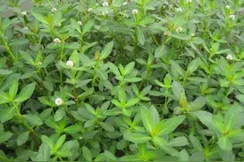 革命草为啥叫革命草？它革了谁的命？是如何在我国泛滥成灾的？图片