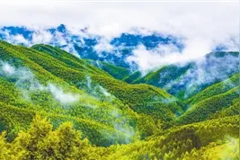 改革进行时|广西：改革让国有林场永葆千山绿图片