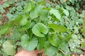 农村地边“马蹄草”，生活中3大用途很实用，见到记得留下它图片