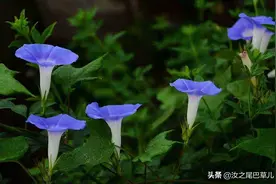 东野圭吾笔下的梦幻牵牛花，种起来不难还容易养开花图片