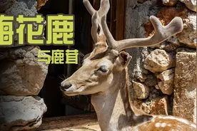 人工养殖的梅花鹿被锯掉鹿茸时，会感觉到疼吗？图片