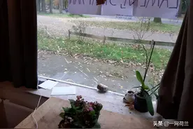 荷兰大学城中国学生窗户被投掷石头和臭鸡蛋图片