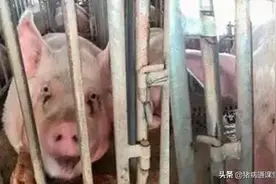 是什么原因导致猪群问题层出不穷？图片