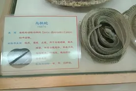 药食同源，我是乌梢蛇图片