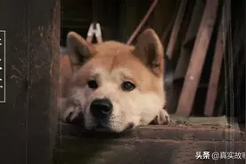 故事：花38万元克隆死去的宠物狗，值得吗图片