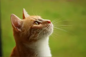 心理学：亲密关系中，如果对方不懂珍惜，可以试试“弃猫效应”图片