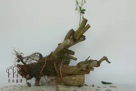 爱木盆景I 一棵榔榆桩材的三种造型风格，你觉得哪个更合适图片