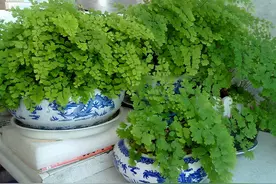 卫生间可以养花吗？三种花卉，耐阴好养护正适合图片
