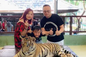 香港著名女歌手一家三口度假 5岁囝囝胆子超大与老虎近距离合影图片