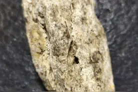 比黄金还贵的动物粪便？一斤就要上百万，捡到一块买房买车！图片