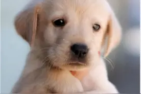 为人类服务一生的导盲犬，却连上车的权利都没有图片