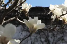 【FENG景】北京世界公园开启赏花模式，饱览世界名胜尽享无边春光图片