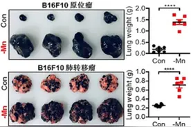 北大研究：锰离子或能加强灭癌能力，2个补锰建议，分享给家人图片