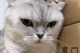 猫公然调戏狗，结局亮了图片