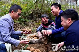 陕西宁强：丰收天麻鼓起村民“钱袋子”图片