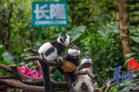 行走的表情包！罕见斑狐猴三胞胎亮相广州图片