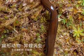 【生物多样性百科】扁形动物·笄蛭涡虫：我就是传说中的“死亡蠕虫”图片