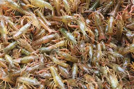 7、8月高温季节能放小龙虾虾苗吗？如果已经投苗该怎么操作护苗？图片