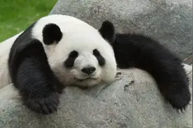 中国国宝大熊猫，俄罗斯国宝北极熊，和印度国宝比都差远了！图片