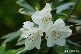 植物图鉴：猴头杜鹃图片