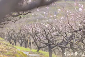 又是一年桃红！宁波这里的桃花已竞相开放！3月11日前后进入初放期图片