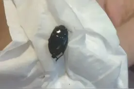 常州人注意！多处居民小区出现这个虫！你家有吗？图片