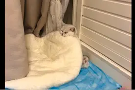 天热网友打开了空调，刚生产的猫生无可恋裹紧了被子：我在坐月子图片