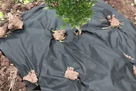 柑橘上防草布到底好用吗图片
