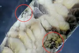 蛇的腿是进化还是退化的结果？像蜥蜴一样行走，岂不是更快？图片