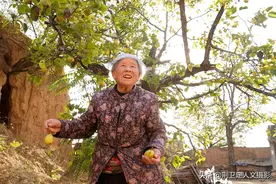农村8旬奶奶家，百年老梨树挂满小金梨，吃着如同冰糖梨图片