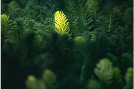 用手机拍照，很多人拍出来的照片都很平淡，试试这样拍更有氛围感图片