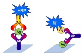 生物医学实验入门(15): 酶联免疫吸附ELISA（一）图片