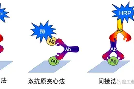 生物医学实验入门(15): 酶联免疫吸附ELISA（一）图片