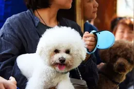 合肥限制养犬条例立法：每户限养一只 不满16岁不能单独遛狗视频封面
