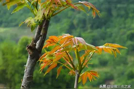 10多天的采摘期，90元一斤的价格，香椿靠什么吸引了大家图片