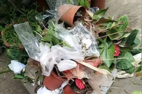 花市垃圾桶旁，4类花卉可以捡，简单处理一下，又是好盆栽图片