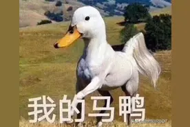 14万年前被认为已经“灭绝”的白喉秧鸡，如今却又“原状”出现图片