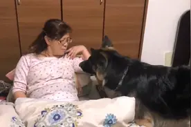 德牧围着女主不走，而且还一声不吭，狗：没听到咕咕声？图片