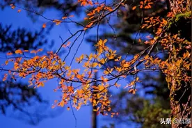 敲重点！敲重点！“国庆中秋”双节出游，这份瓦屋山出行指南请收好。图片