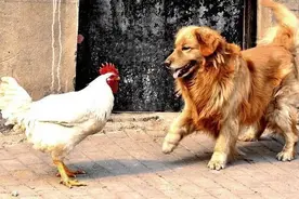 俗语鸡不过六，犬不过八，啥意思老祖宗说的有道理吗图片